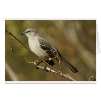 Mockingbird Ornithology