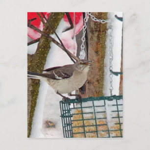 Mockingbird Postcard