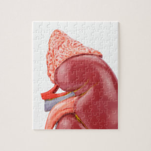 Model human kidney outside jigsaw puzzle