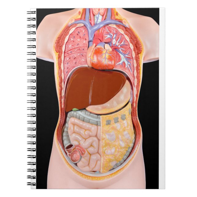 Model human torso  with organs on black background notebook (Front)