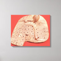 Model of a sheep's liver