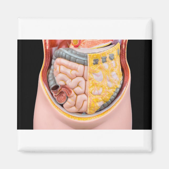 Model of human abdomen with intestines magnet (Front)