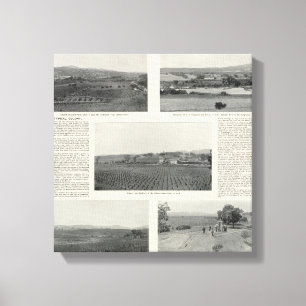 Model Vineyards, California Canvas Print