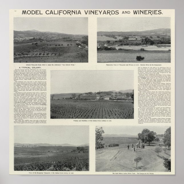 Model Vineyards, California Poster (Front)