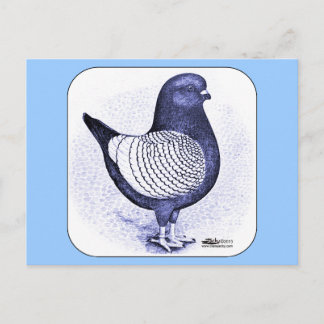 Modena Argent Pigeon Postcard