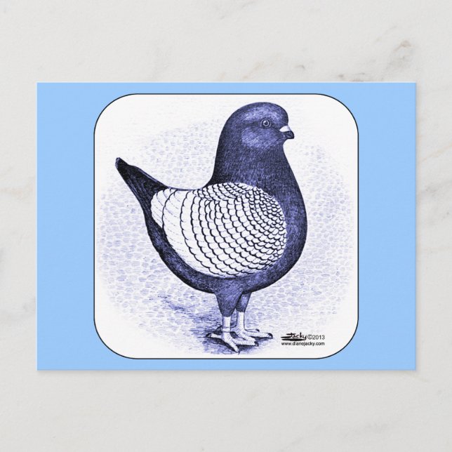 Modena Argent Pigeon Postcard (Front)