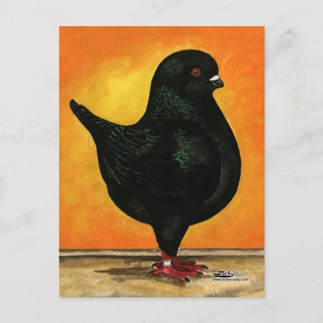 Modena Black Schietti Pigeon Postcard (Front)