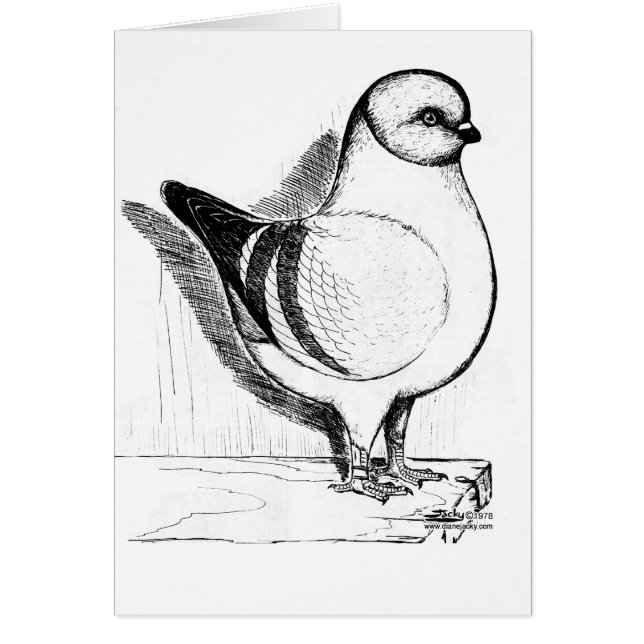 Modena Gazzi Pigeon 1978 (Front)