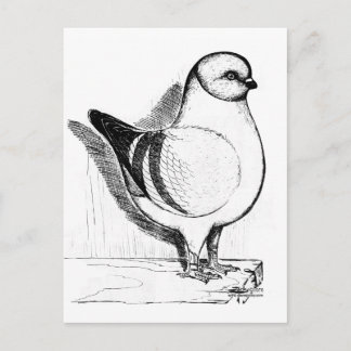 Modena Gazzi Pigeon 1978 Postcard