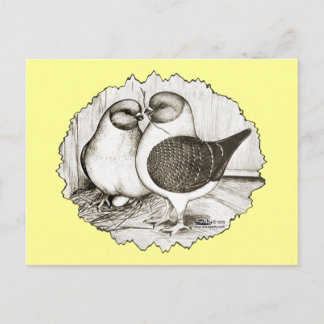 Modena Gazzi Pigeons Postcard