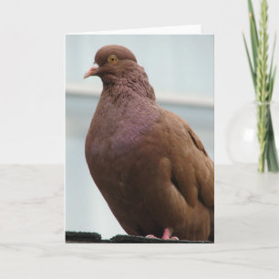 Modena Pigeon named Big Red Card