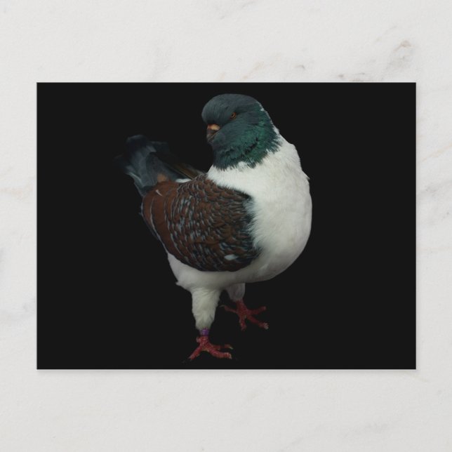 Modena Pigeon Postcard (Front)