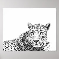 Modern 10x8 inches Black and White Jaguar