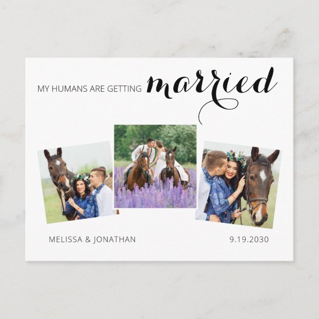 Modern 3 Photo Horse Pet Wedding Save The Date Announcement Postcard (Front)