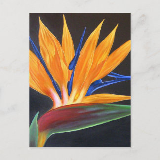 Modern Bird of Paradise Tropical Floral Painting Postcard