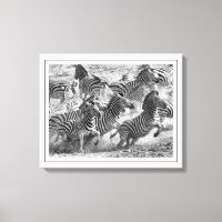 Modern black and white Photography Fine Art Zebra