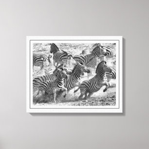 Modern black and white Photography Fine Art Zebra Canvas Print