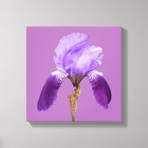 Modern boho pretty purple iris digital fine art canvas print