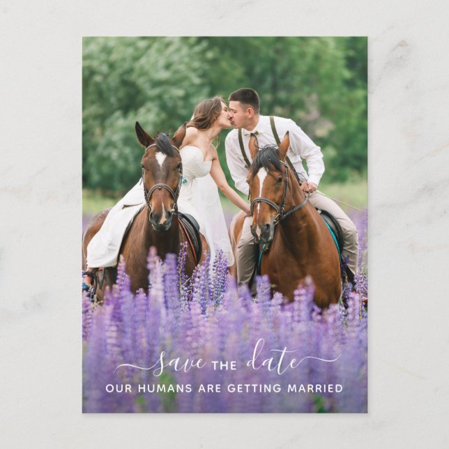 Modern Equine Photo Horse Wedding Save The Date Announcement Postcard (Front)
