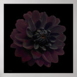 Modern Floral Pop Art Black Dahlia Flower on Black Poster<br><div class="desc">Beautiful deepest velvet purple black dahlia flower on this cool and modern floral art print from a photograph by Paul Stickland. A gothic flower on a black pop art square background. I do love dahlias and grow a lot in our garden, there is something very special about the intense colours...</div>