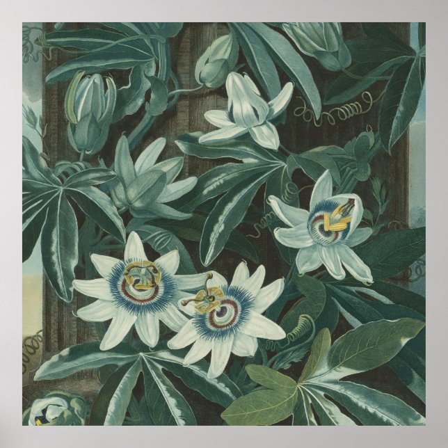 Modern Flower Painting Poster (Front)