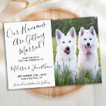 Modern Photo Personalised Dogs Photo Pet Wedding Save The Date<br><div class="desc">Let your Best Dogs or dog and cat announce your wedding with this super cute 'Our Humans Are Getting Married' pet dog save the date cards. Customise with your favourite photo, and personalise with names, date, and wedding location. COPYRIGHT © 2020 Judy Burrows, Black Dog Art - All Rights Reserved....</div>