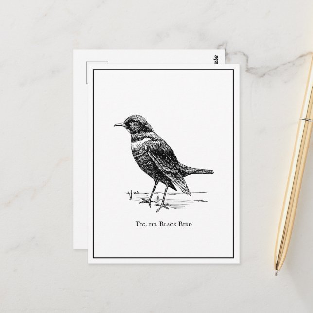 Modern Quirky Fun Black Bird  Postcard (Front/Back In Situ)
