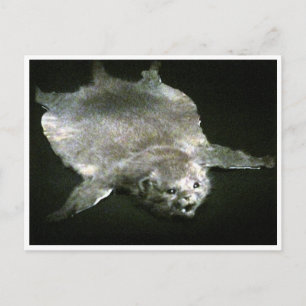 modern rug postcard