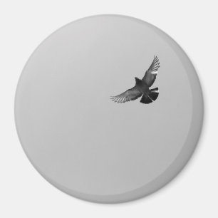 Modern simple black white flying bird pigeon photo magnet