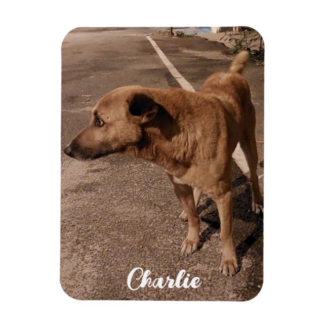 Modern Simple Pet Photo Magnet (Vertical)