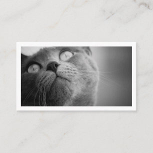 Modern Simple Pet Sitter  Business Card