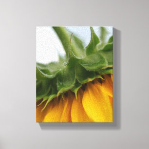 Modern Summer Sunflower Stretched Canvas Print