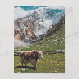 Modern Trendy yak animal Holiday Postcard
