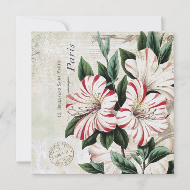 modern vintage french amarylis (Front)