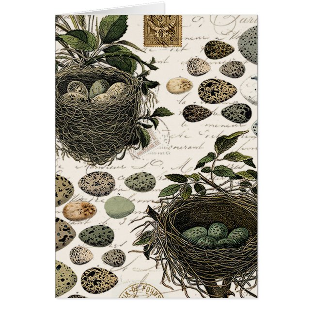 Modern Vintage French bird nests and eggs (Front)