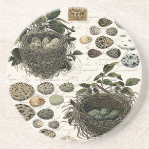 Modern Vintage French bird nests and eggs Coaster