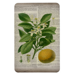 modern vintage french country botanical art orange magnet