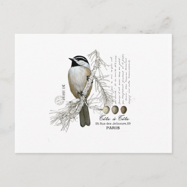 modern vintage winter woodland chickadee postcard (Front)
