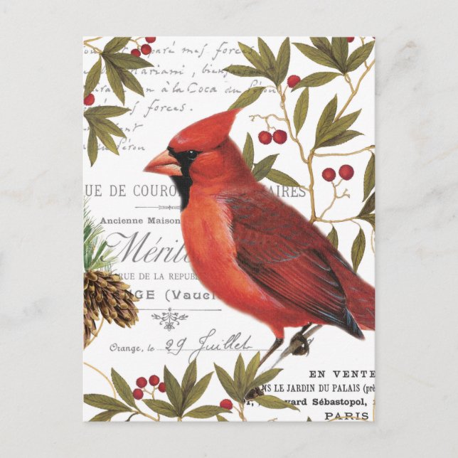 Modern vintage woodland cardinal postcard (Front)
