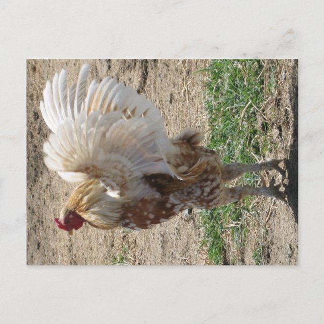 "Moe" Postcard (Front)