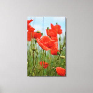 Mohnblumen Canvas Print