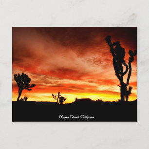 Mojave Desert, California Postcard