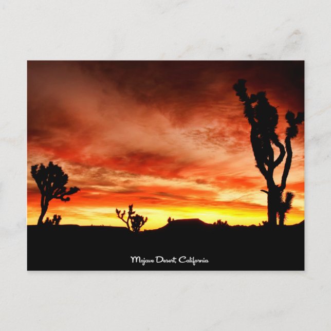 Mojave Desert, California Postcard (Front)