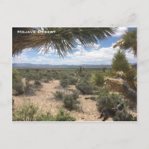 Mojave Desert Postcard