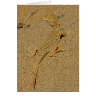 Mojave Fringe-Toed Lizard