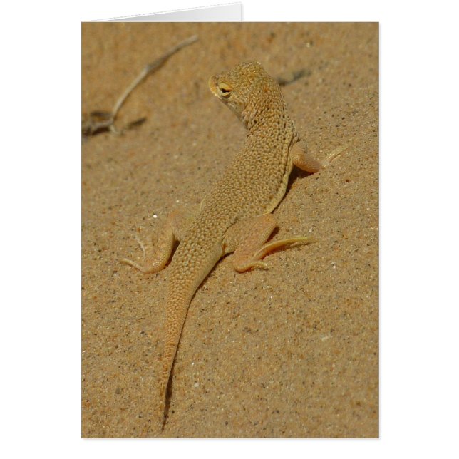 Mojave Fringe-Toed Lizard (Front)