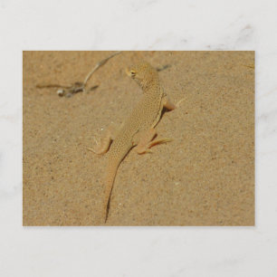 Mojave Fringe-Toed Lizard Postcard