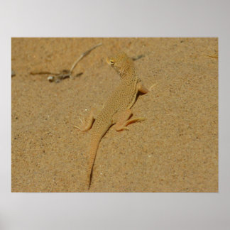 Mojave Fringe-Toed Lizard Poster