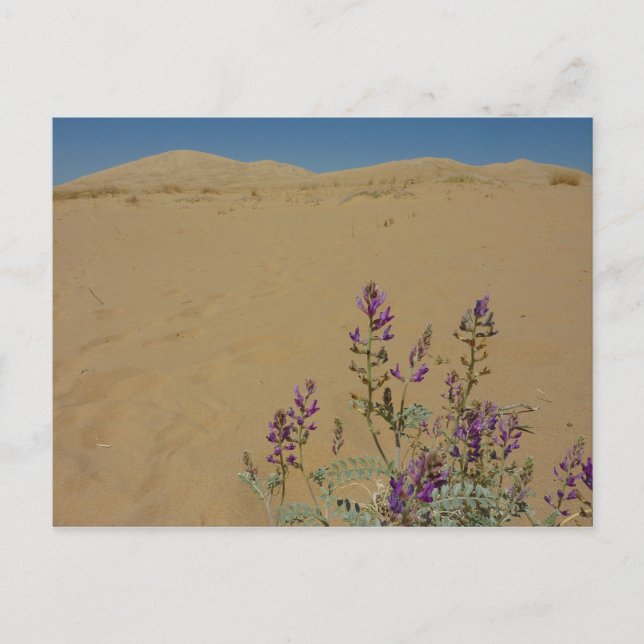 Mojave Indigo Bush and Kelso Dunes Postcard (Front)
