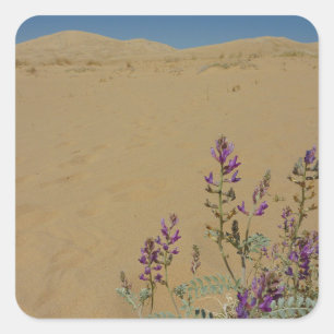 Mojave Indigo Bush and Kelso Dunes Square Sticker